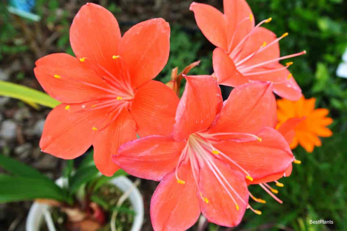 Growing Cyrtanthus