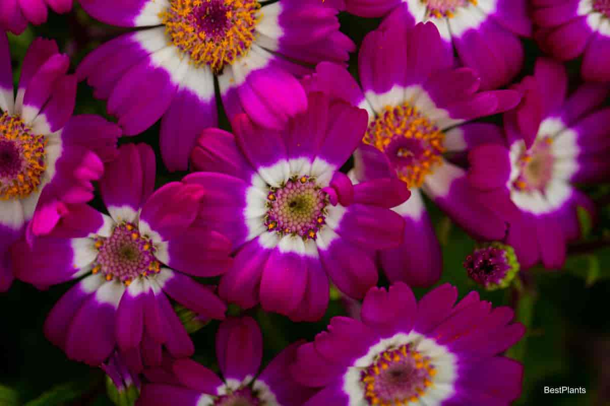 Blooming Cineraria