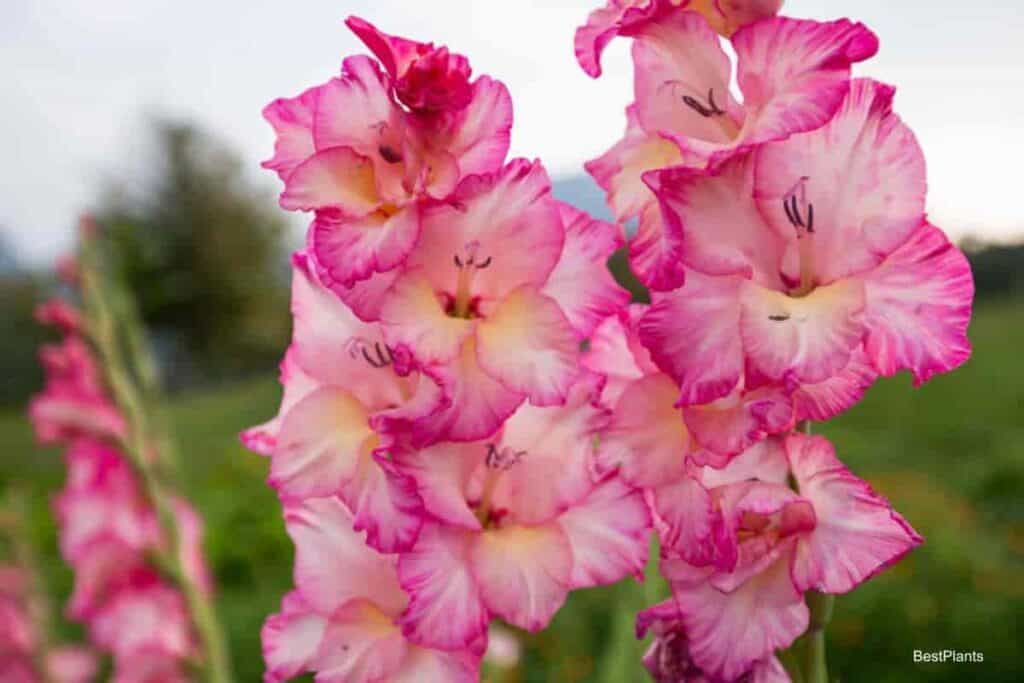 Growing Gladiolus