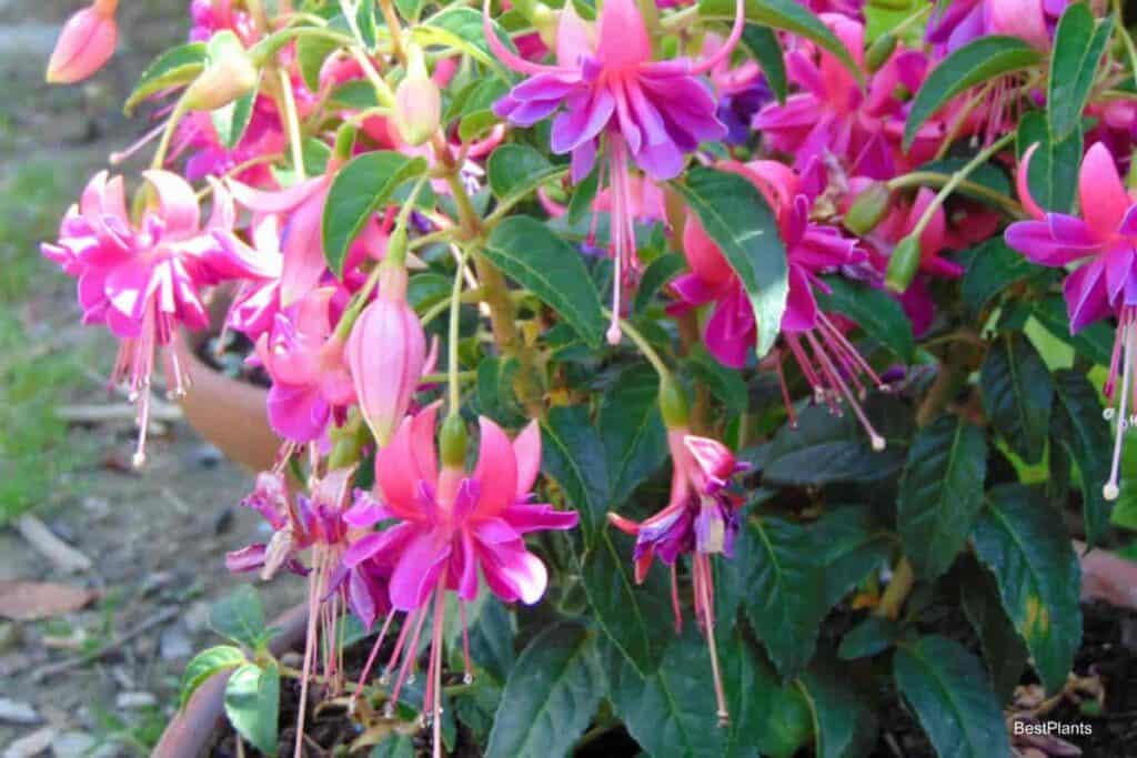 Growing Lovely Fuchsia