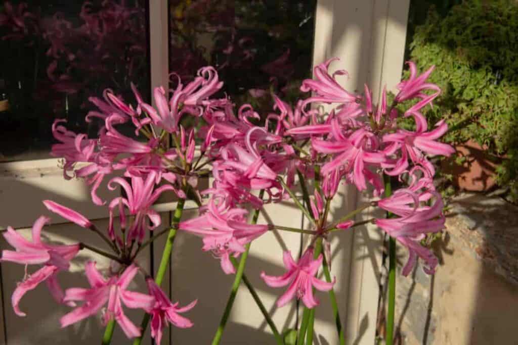 Growing Nerine