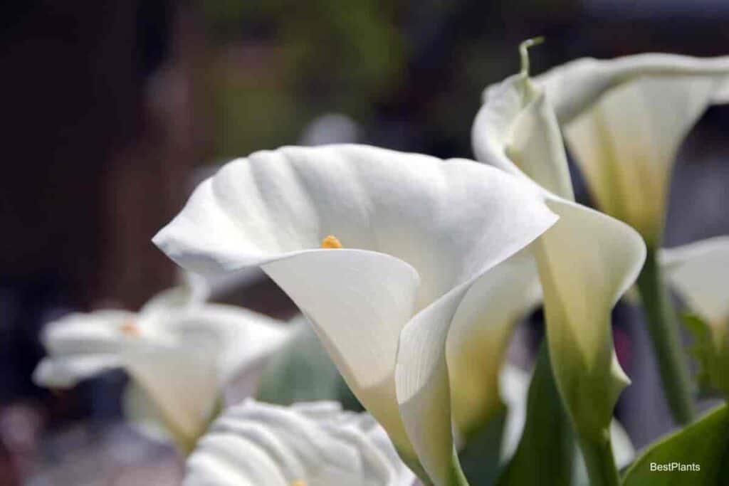 Growing Zantedeschia