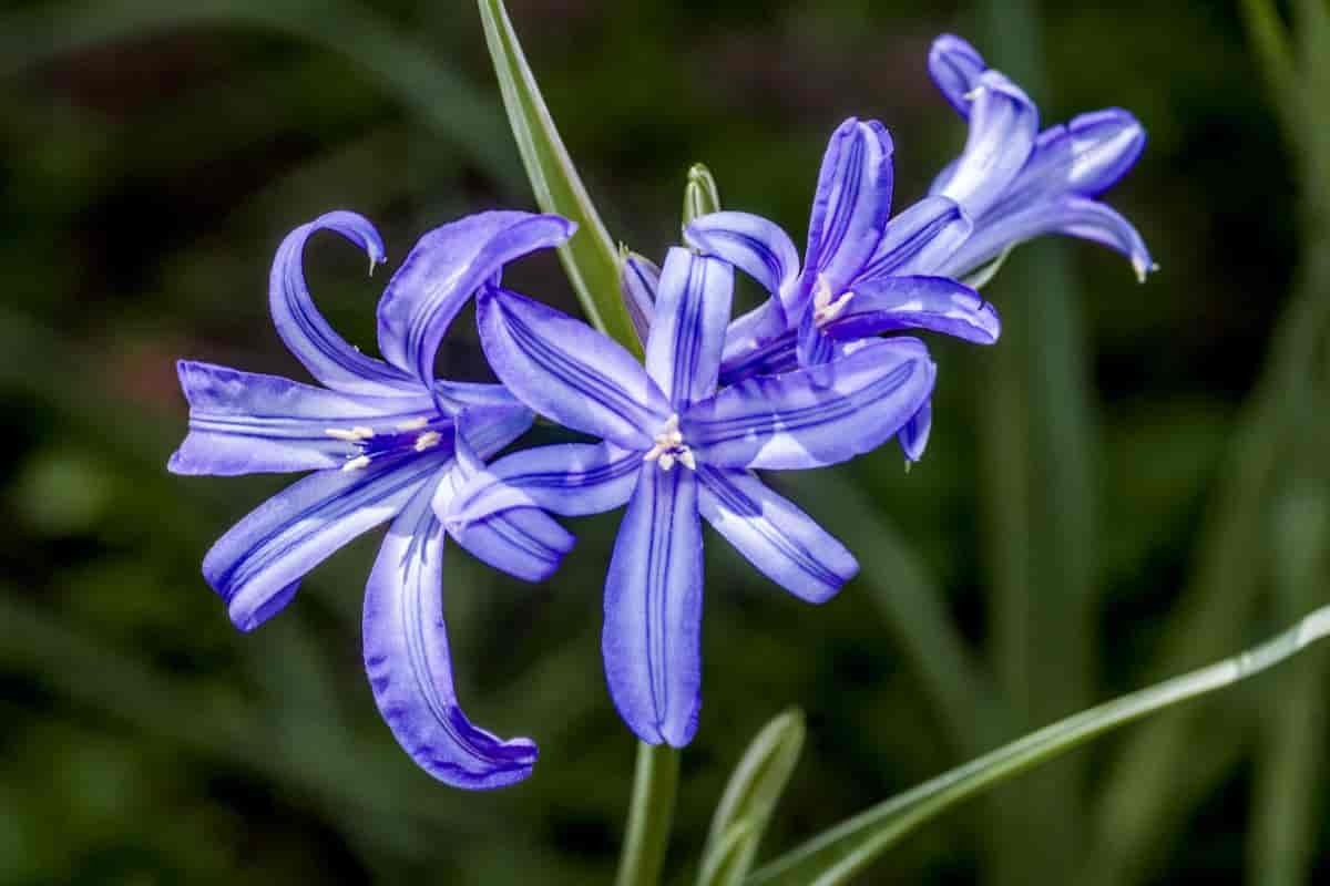 Growing Ixiolirion
