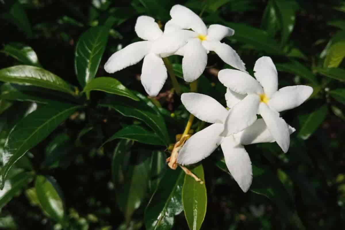Jasminum Grandiflorum