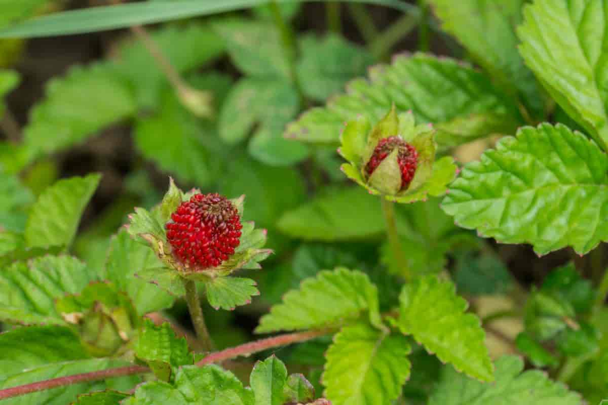 Growing Duchesnea