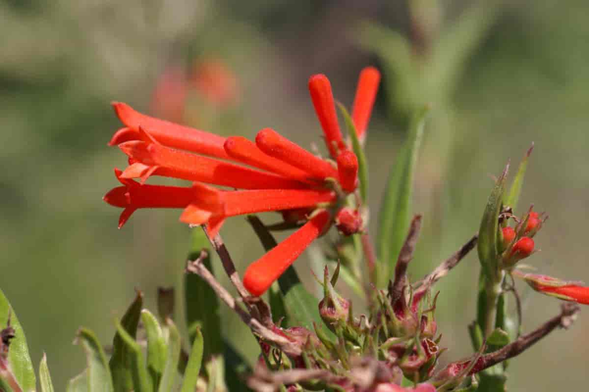 Growing Bouvardia