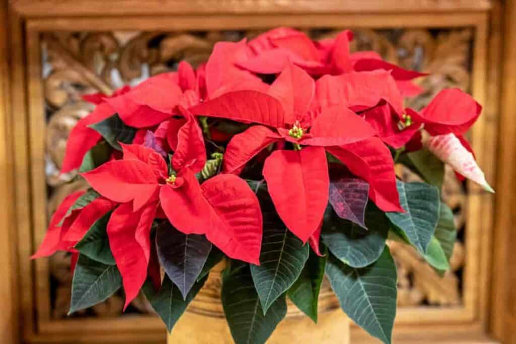 Growing Poinsettia