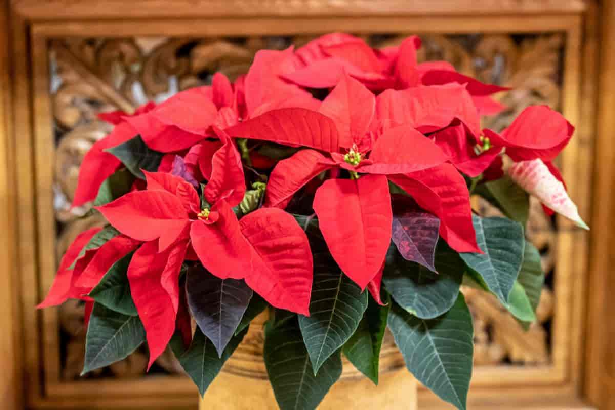 Growing Poinsettia