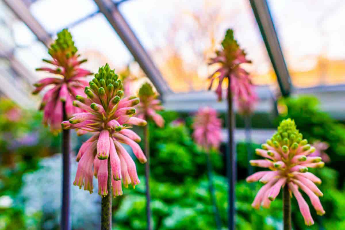 Growing Veltheimia
