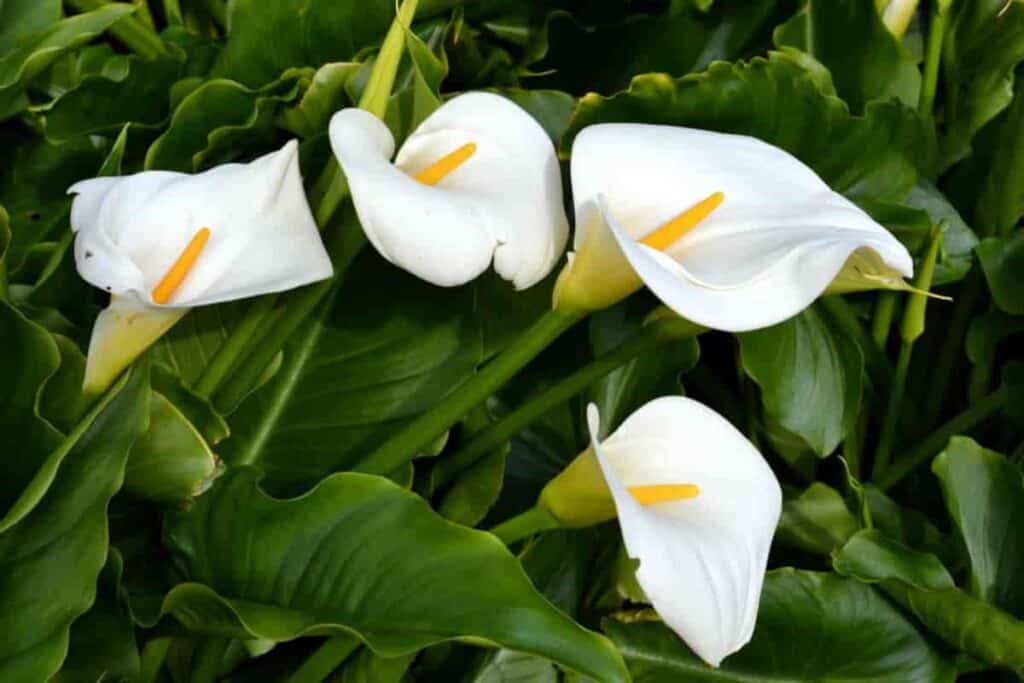 White Calla Lily
