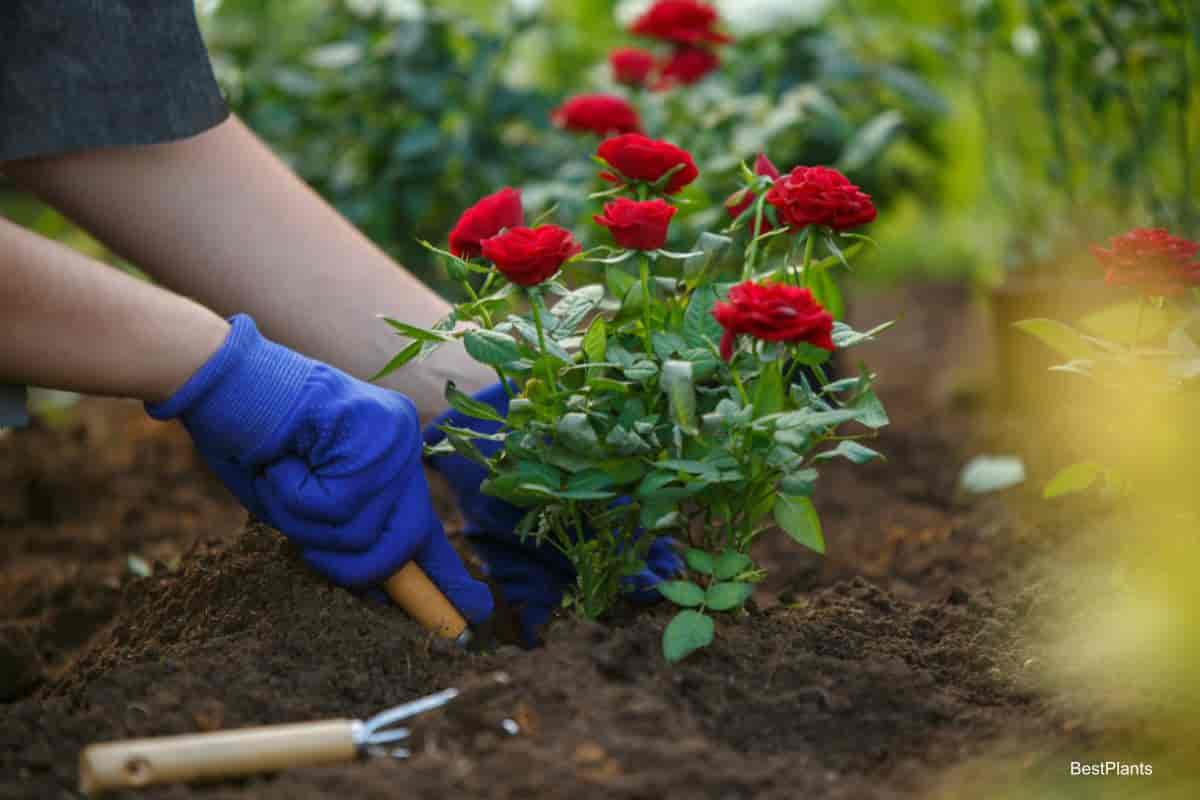 red flowers