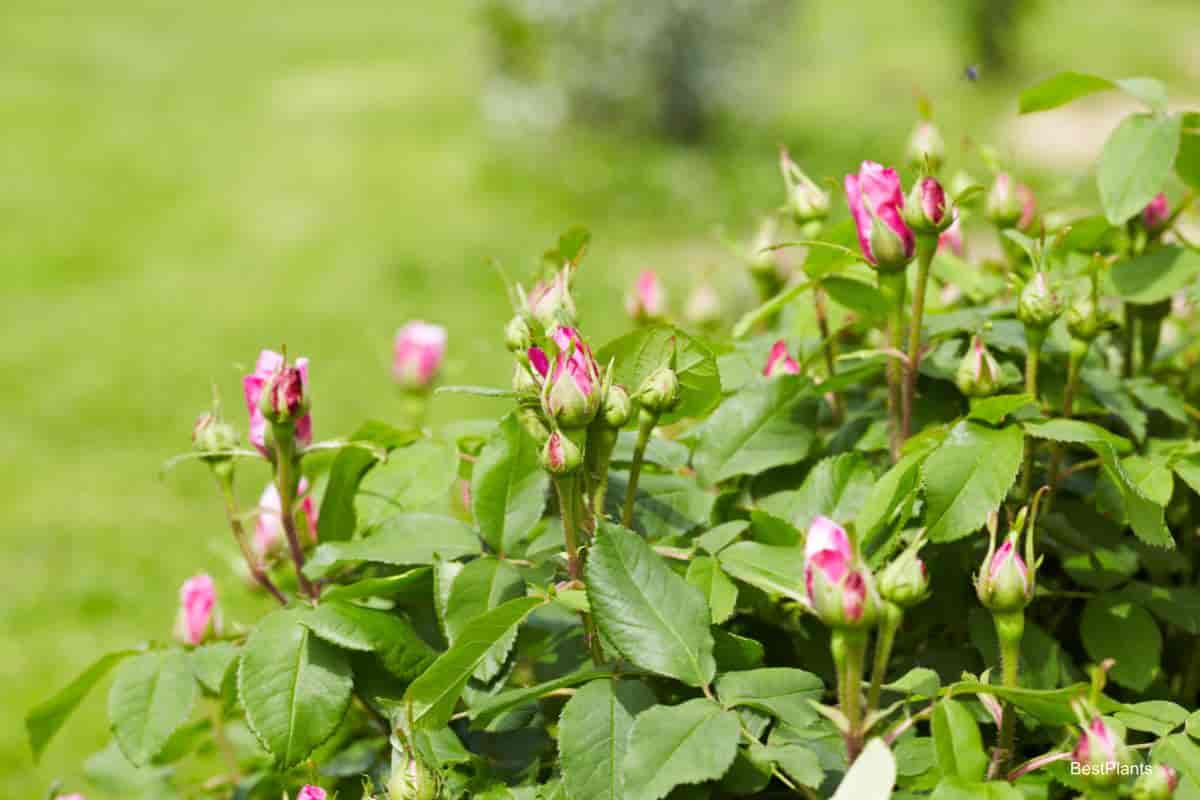 budded roses flower