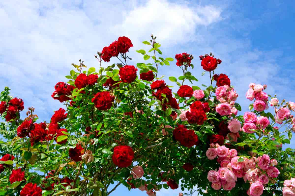 climbing roses flower