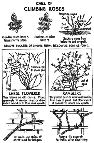 Climbing Roses You Should Try Them