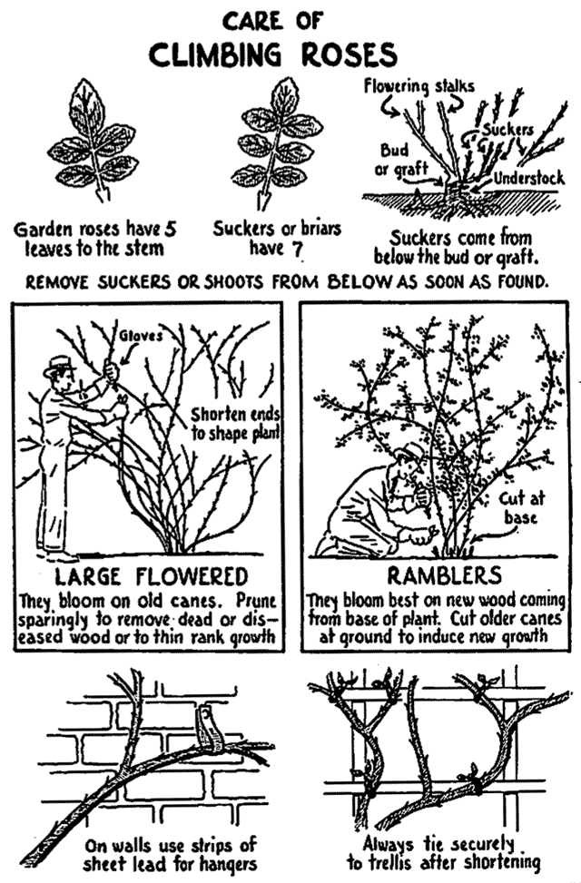 climbing roses