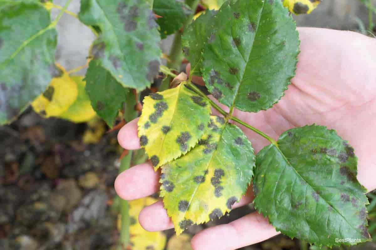 Black Spots on Roses