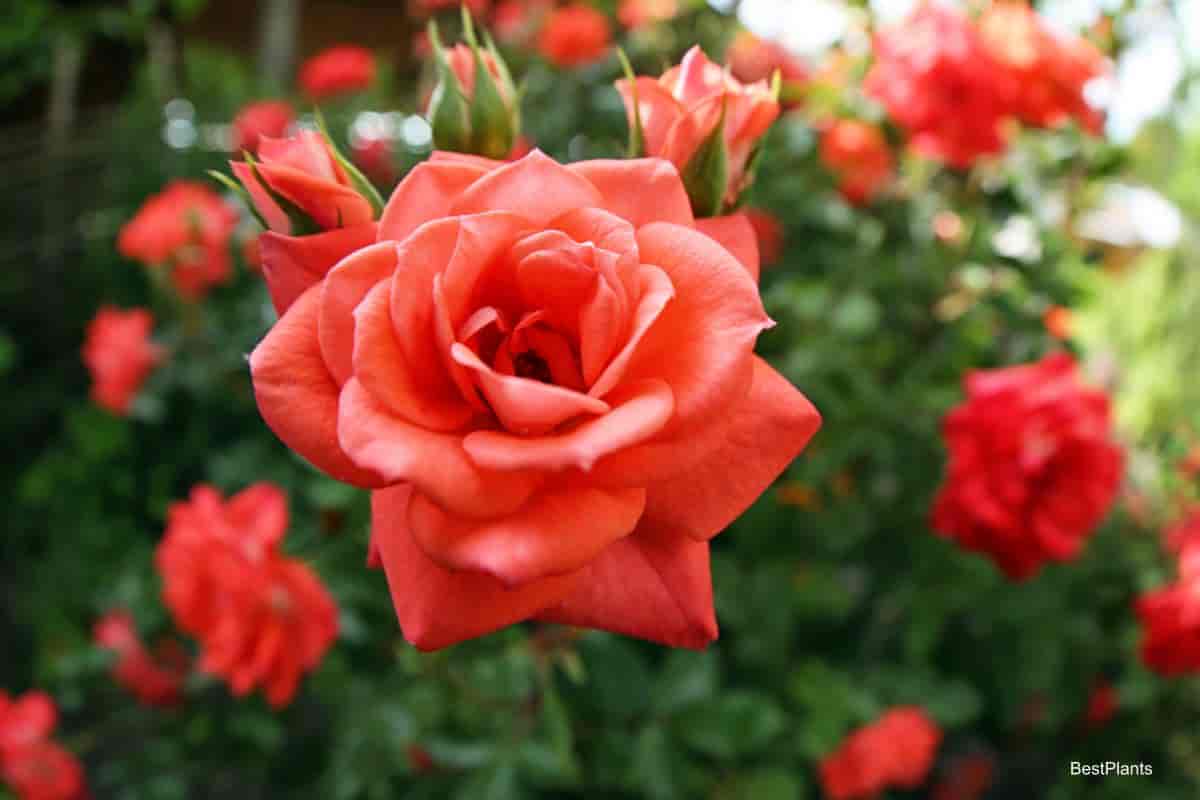shrub roses