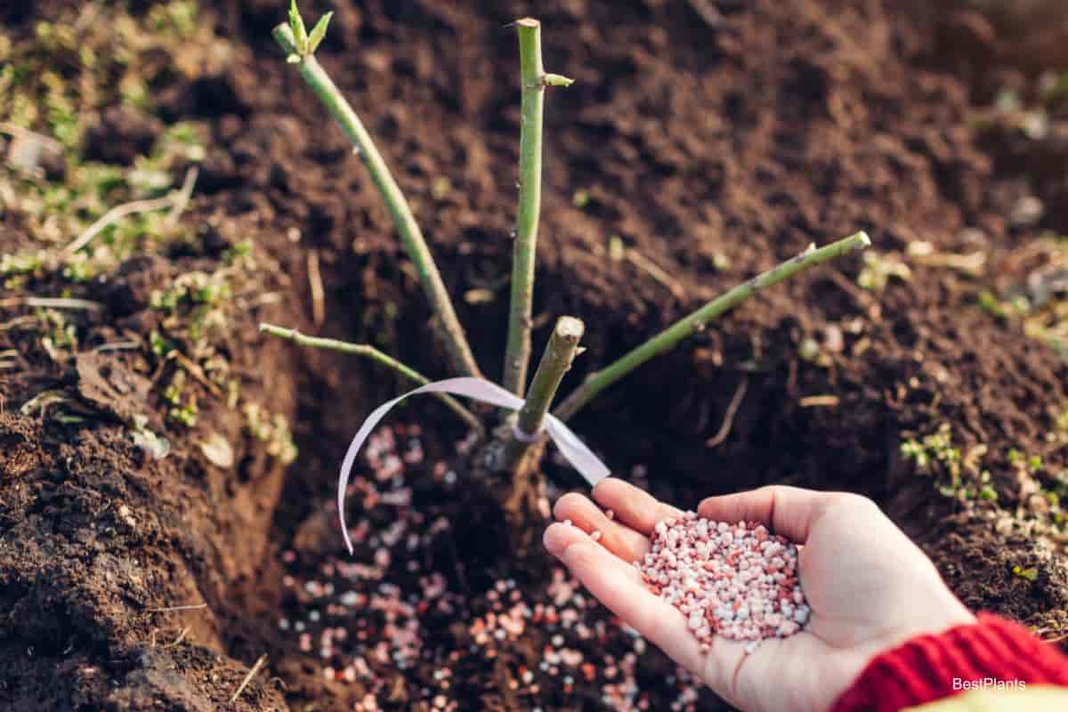 Rose Plants In Soil