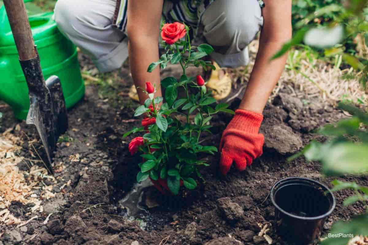 Planting Rose Arizona Kentucky