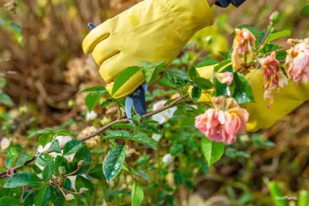 climbing roses