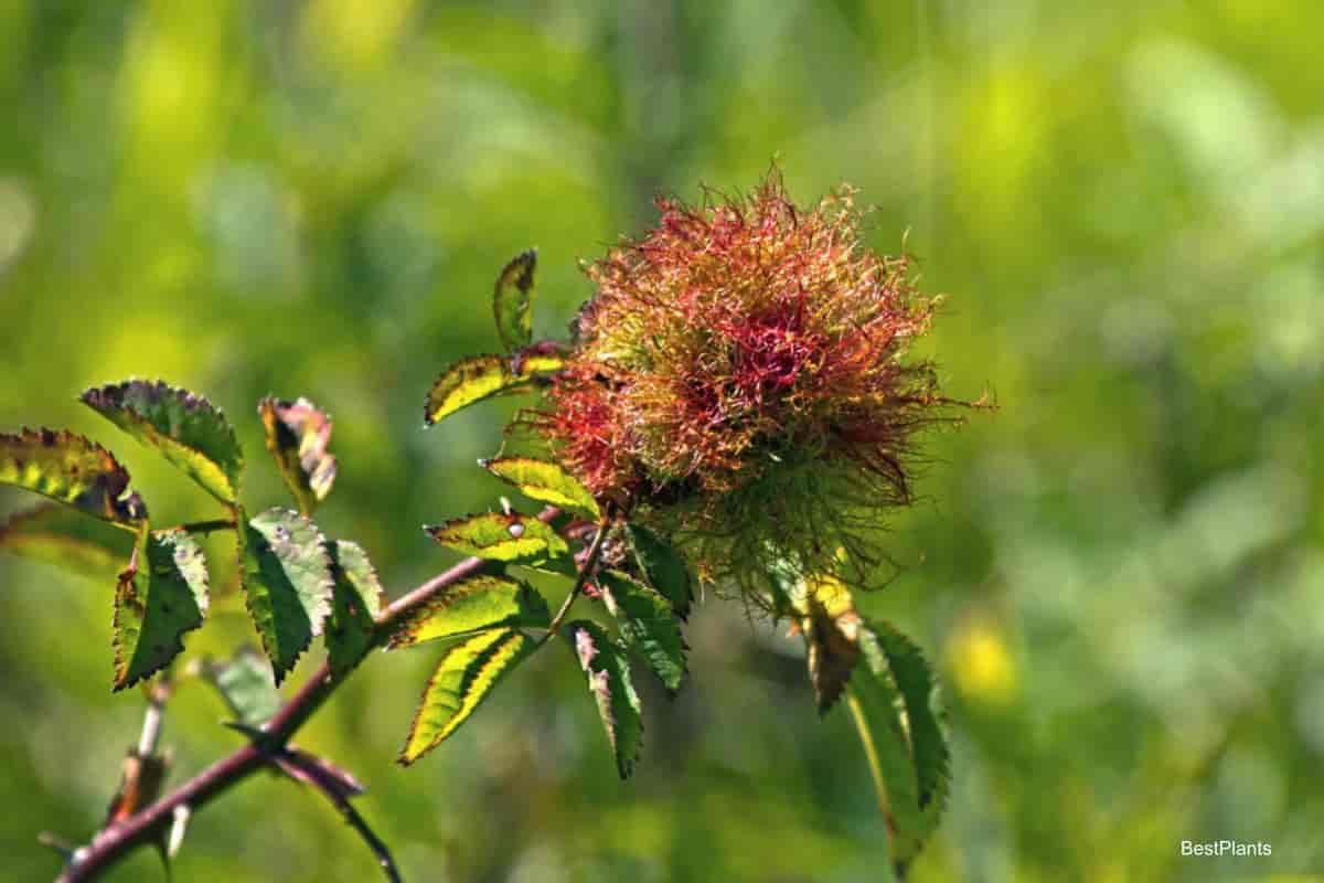 Rose Gall