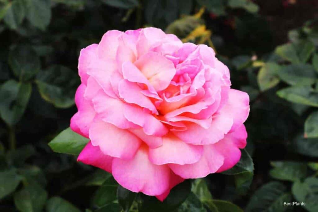 Blooming Floribundas