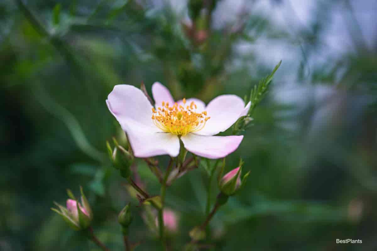 Blooming Nicholas Sweetbriar Rose