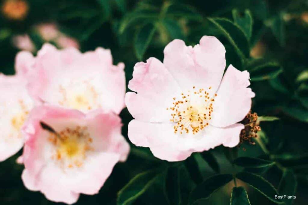 patio rose