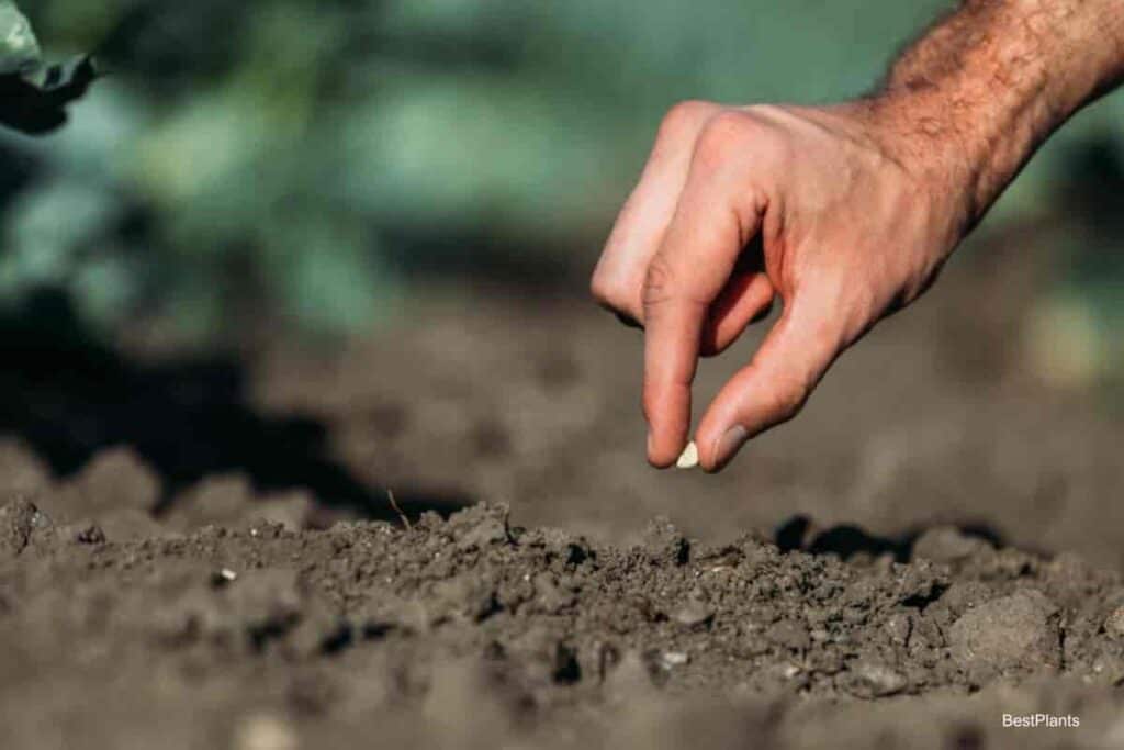 Planting In Garden Soil