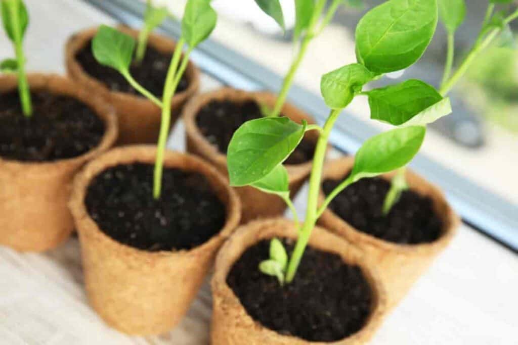 Growing Seeds Indoors