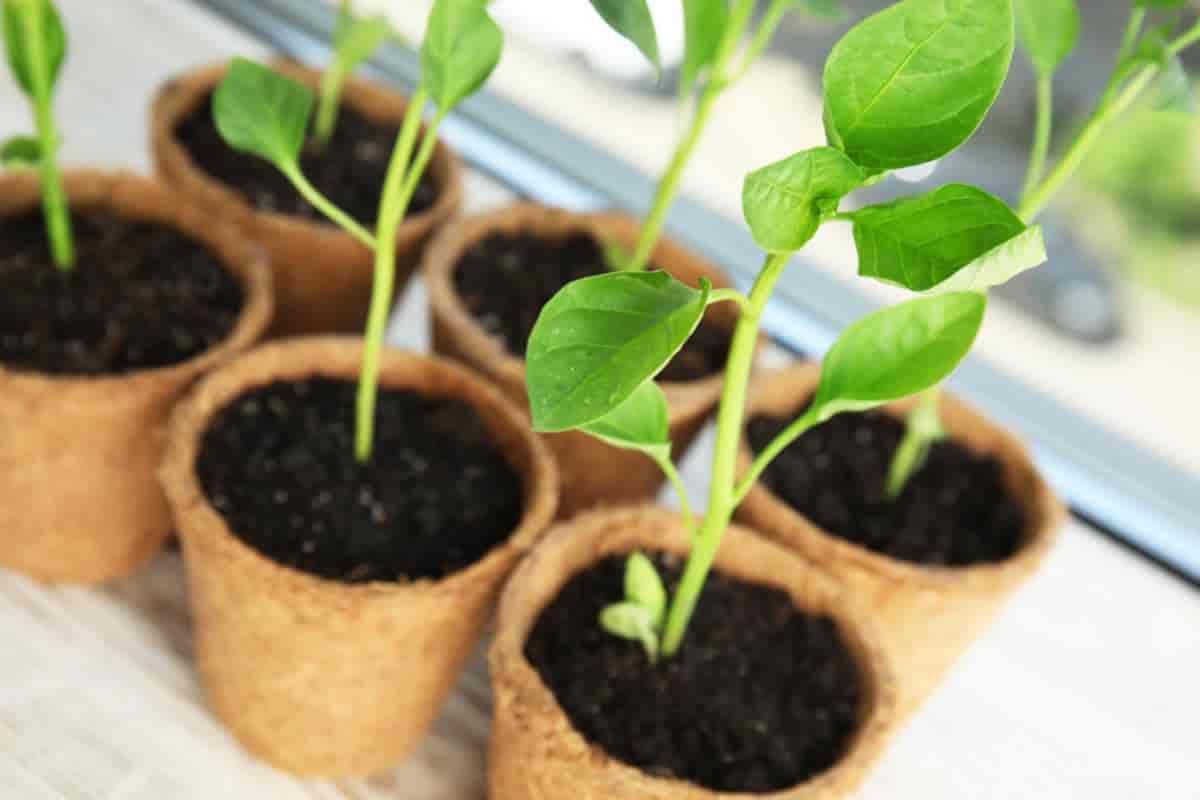 Growing Seeds Indoors