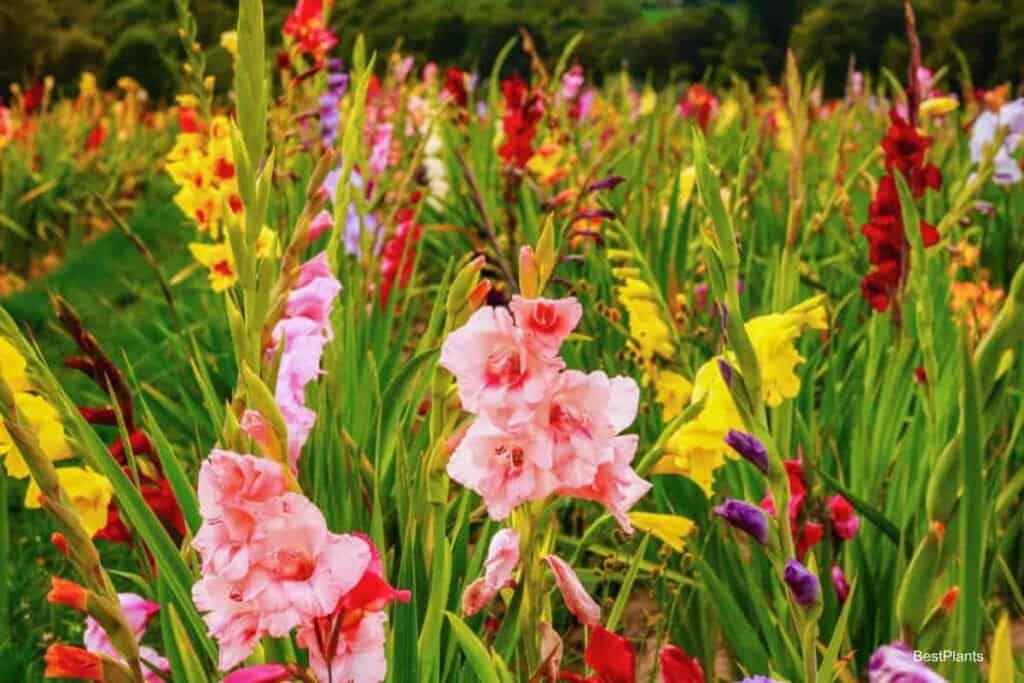 Growing Gladiolus