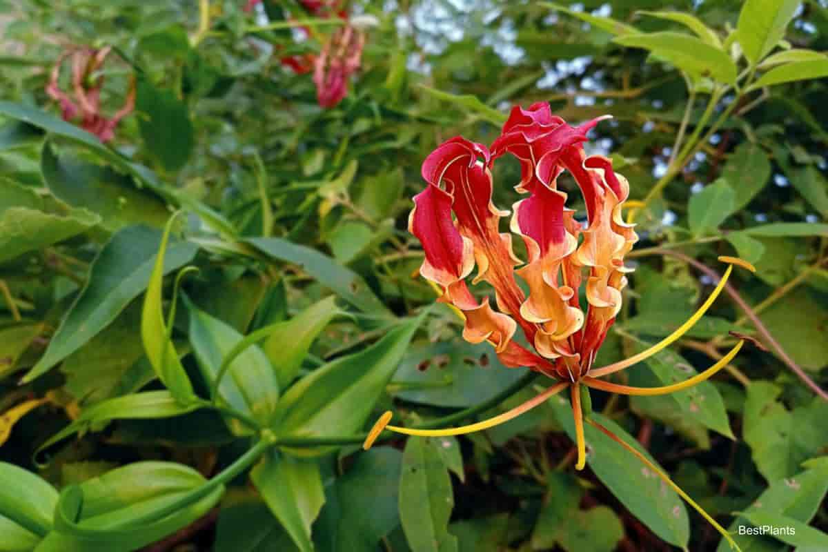 Growing Glory-Lily