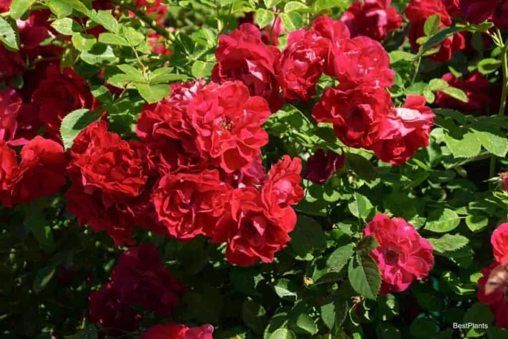 Elegant Old Rose Flowers