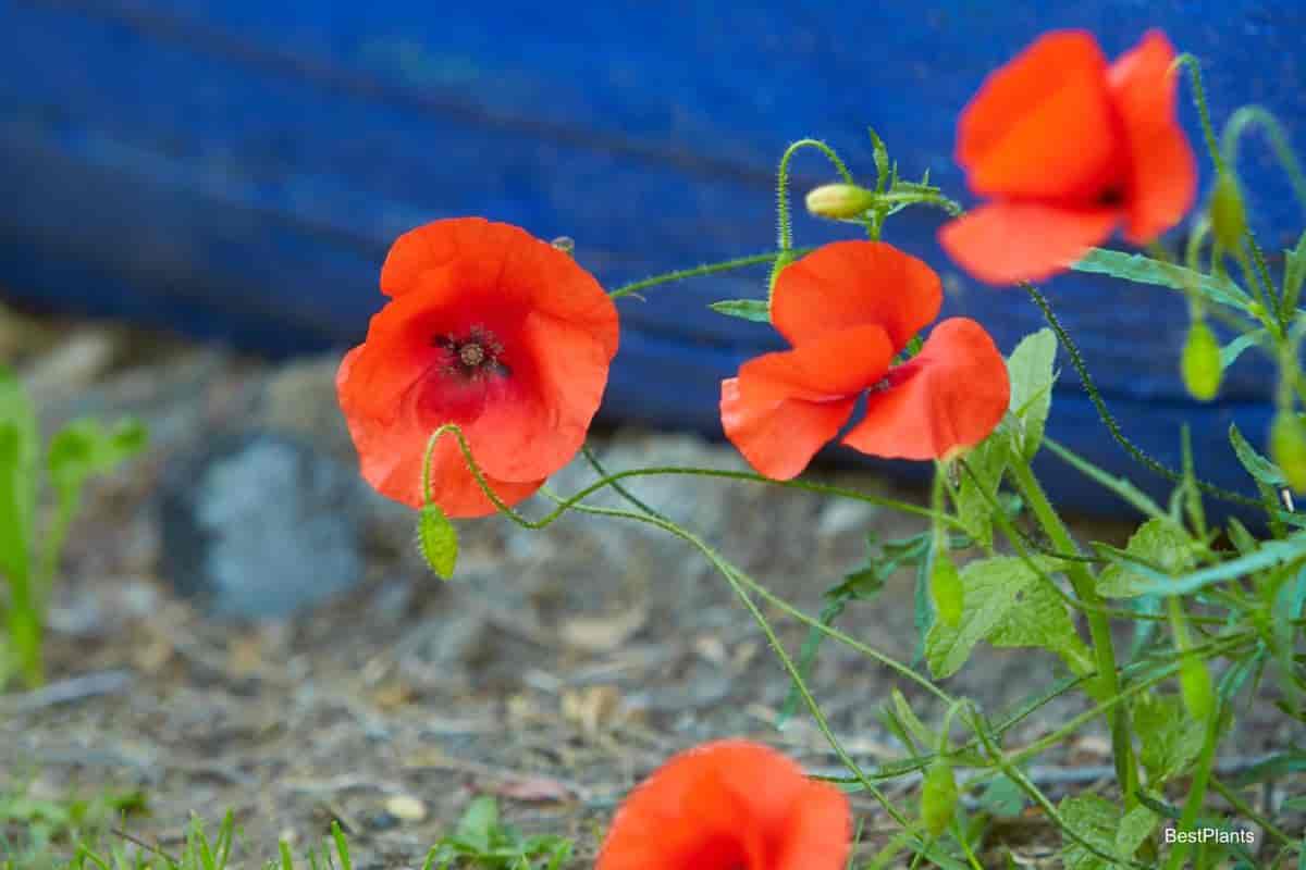 shirley poppy flower