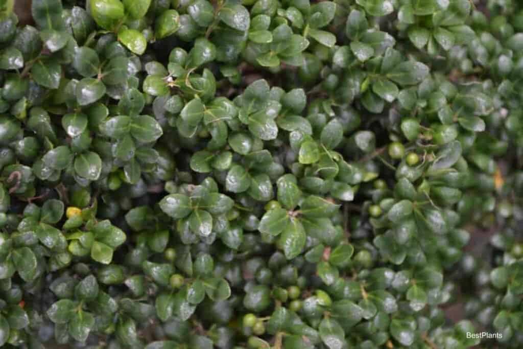 convexed leaved