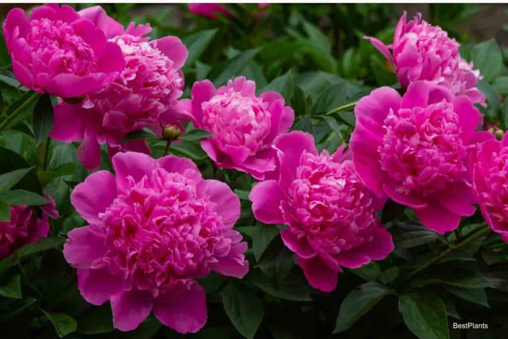 Blooming Peonies