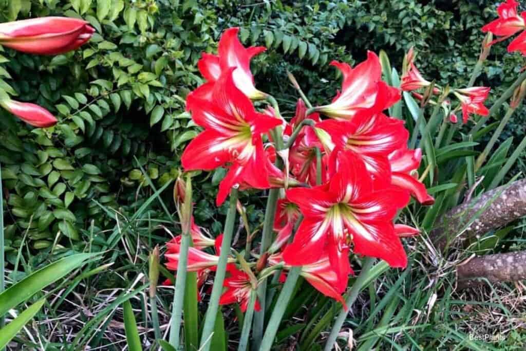 amaryllis flower