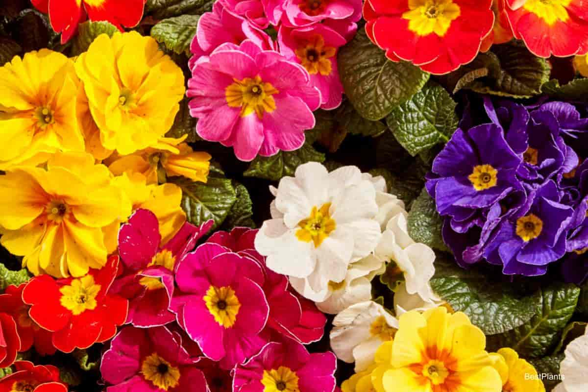 Beautiful Primroses