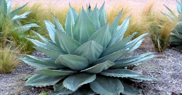 Beautiful rosette of Agave Parryi - Mescal Agave