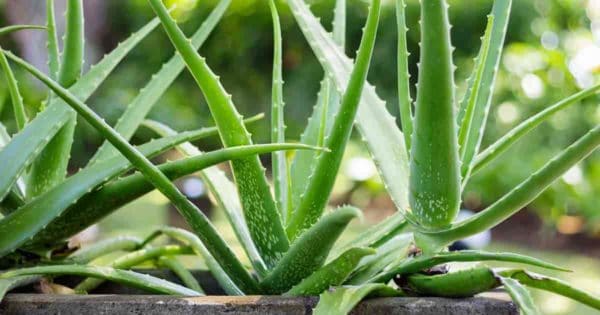 Multiples of the Aloe Vera plant potted in a planter box