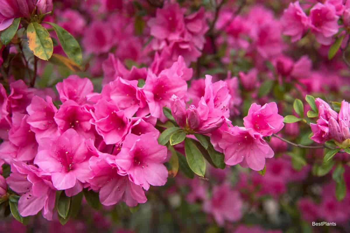 blooming azalea
