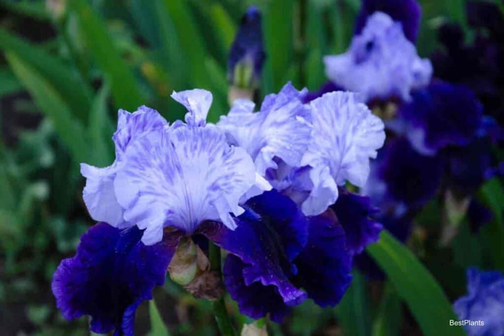 blue bearded iris