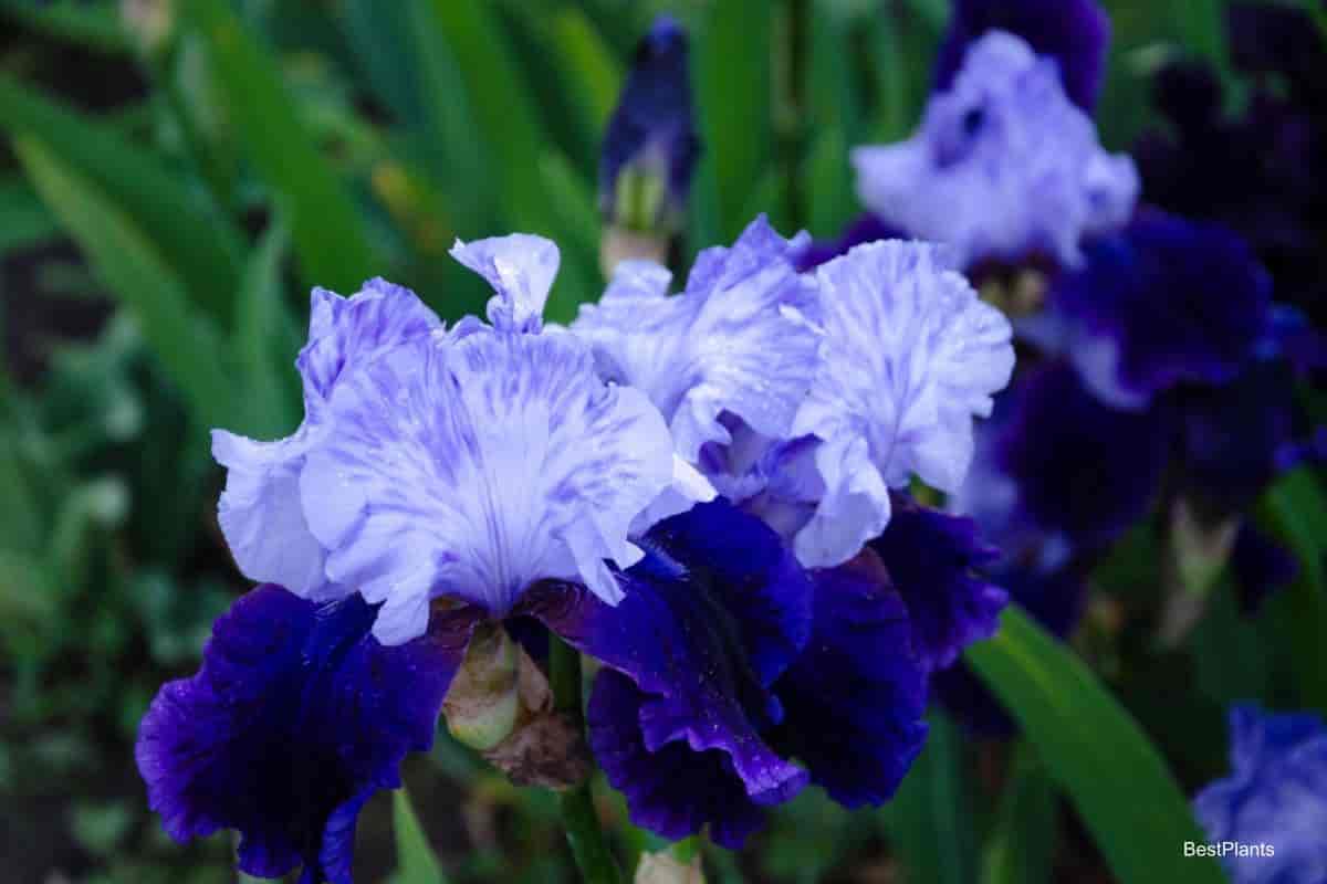 blue bearded iris