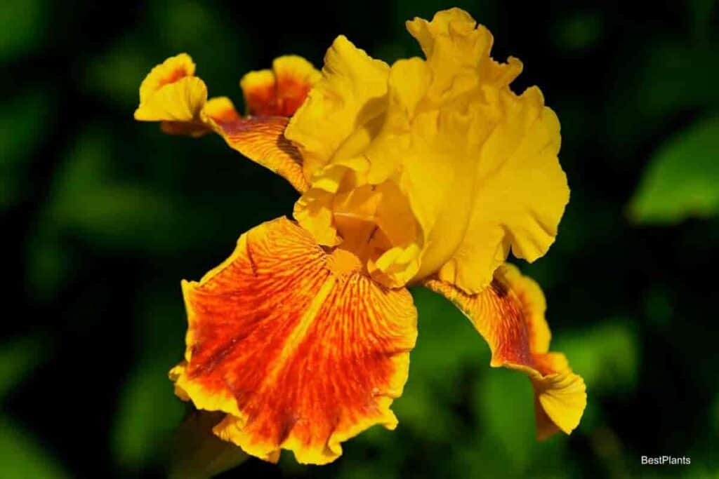 Colorful bearded Iris bloom