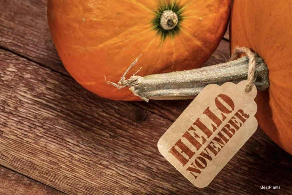 November pumpkins and things to do in the garden northeast