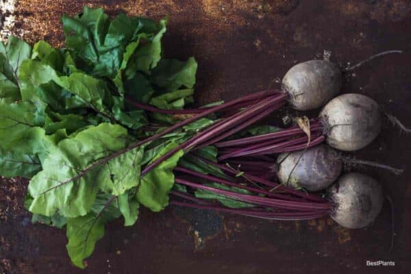 beet roots