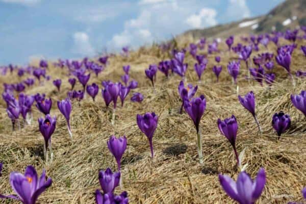 Spring flowering bulb crocus