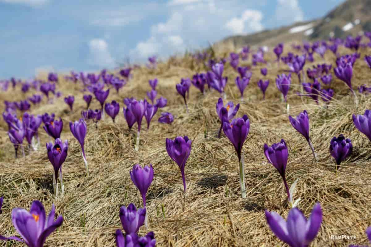 Spring flowering bulb crocus