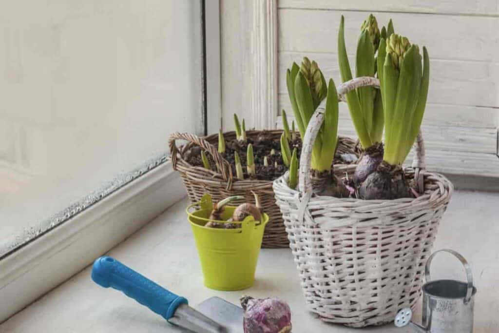 potted bulbs slowly sprouting blooms